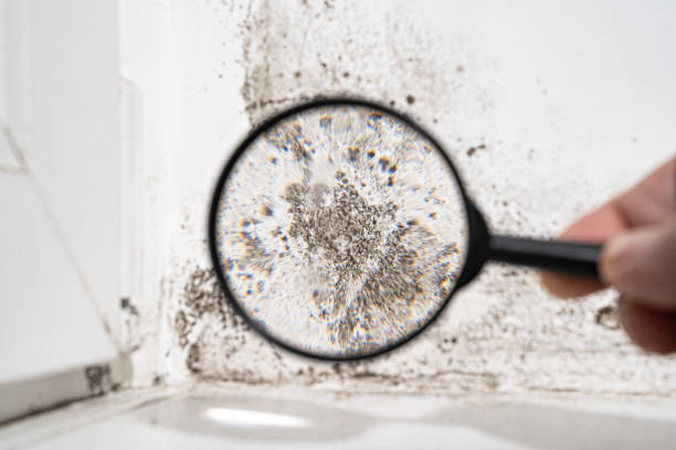 Best Commercial Mold Inspection  in Winter Park, FL